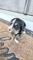 Sesi, a female Bernese Mountain Dog for sale in Tennessee, TN – Photo 1 of 4
