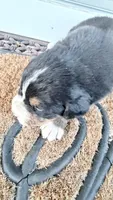 Daisy, a female Bernese Mountain Dog for sale in Tennessee, TN – Photo 2 of 4