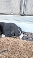 Daisy, a female Bernese Mountain Dog for sale in Tennessee, TN – Photo 3 of 4