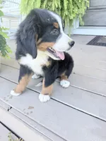 Sofia, a female Bernese Mountain Dog for sale in Tennessee, TN – 4 of 4