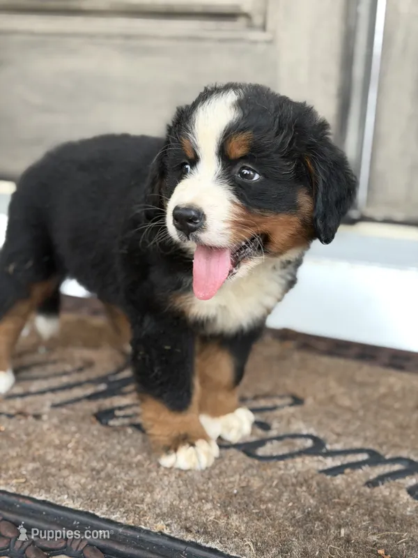 Duke – Bernese Mountain Dog puppy for sale in Tennessee, TN