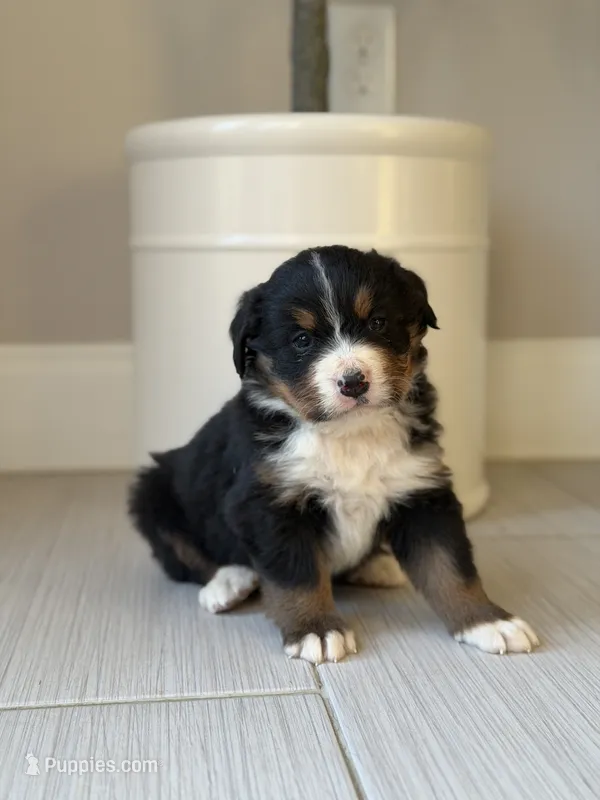 Daisy – Bernese Mountain Dog puppy for sale in Tennessee, TN