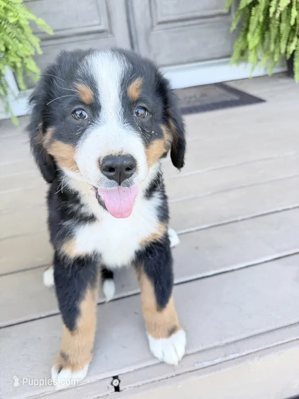 Luca – Bernese Mountain Dog puppy for sale in Tennessee, TN