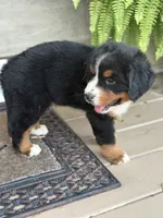 Sofia, a female Bernese Mountain Dog for sale in Tennessee, TN – 5 of 5