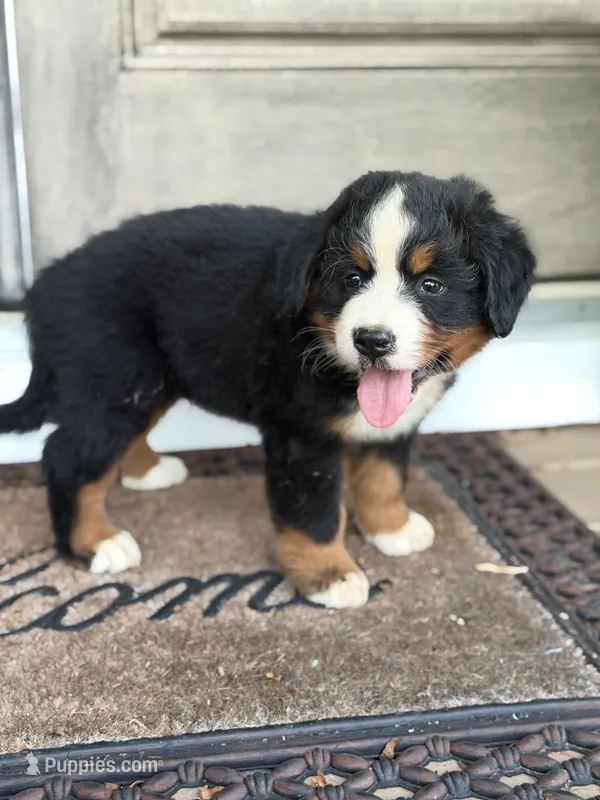 Bern  – Bernese Mountain Dog puppy for sale in Tennessee, TN