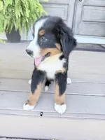 Luca, a male Bernese Mountain Dog for sale in Tennessee, TN – 5 of 5