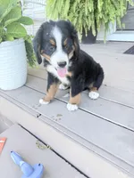 Luca, a male Bernese Mountain Dog for sale in Tennessee, TN – 4 of 5