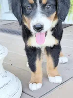 Sofia, a female Bernese Mountain Dog for sale in Tennessee, TN – 3 of 4