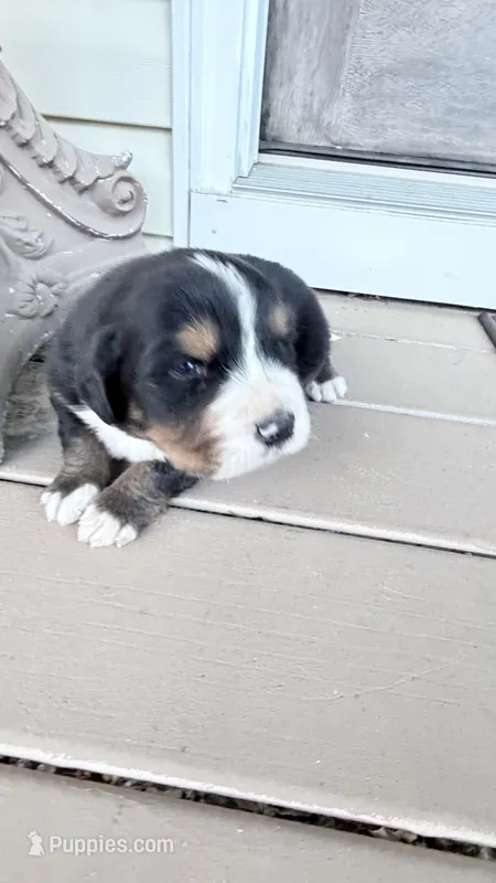 Bruno  – Bernese Mountain Dog puppy for sale in Tennessee, TN