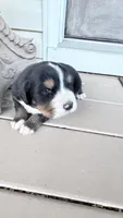 Bruno , a male Bernese Mountain Dog for sale in Tennessee, TN – Photo 1 of 4