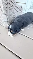 Bruno , a male Bernese Mountain Dog for sale in Tennessee, TN – Photo 3 of 4