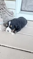 Bruno , a male Bernese Mountain Dog for sale in Tennessee, TN – Photo 2 of 4