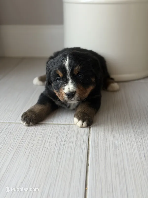 Sesi – Bernese Mountain Dog puppy for sale in Tennessee, TN
