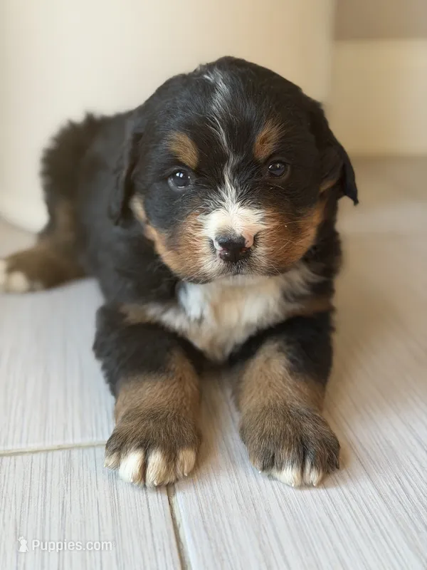Lola – Bernese Mountain Dog puppy for sale in Tennessee, TN