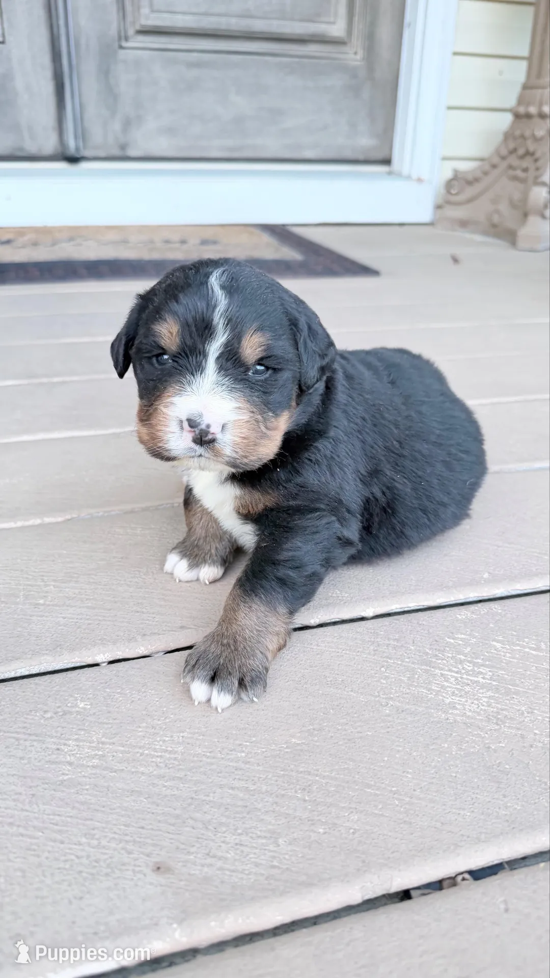 Lola, a female Bernese Mountain Dog for sale in Tennessee, TN – Photo 1 of 6