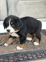 Duke, a male Bernese Mountain Dog for sale in Tennessee, TN – 4 of 5