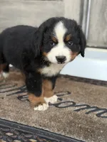 Bern , a male Bernese Mountain Dog for sale in Tennessee, TN – 3 of 5