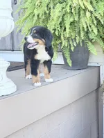 Sofia, a female Bernese Mountain Dog for sale in Tennessee, TN – 2 of 4
