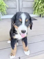 Luca, a male Bernese Mountain Dog for sale in Tennessee, TN – 2 of 5