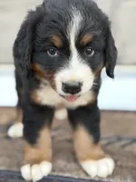 Duke, a male Bernese Mountain Dog for sale in Tennessee, TN – 3 of 5