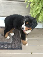 Sofia, a female Bernese Mountain Dog for sale in Tennessee, TN – 3 of 5