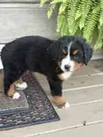 Sofia, a female Bernese Mountain Dog for sale in Tennessee, TN – 2 of 5