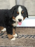 Duke, a male Bernese Mountain Dog for sale in Tennessee, TN – 5 of 5