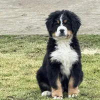 DESTER, a male Bernese Mountain Dog for sale in Tennessee, TN – Photo 1 of 2