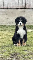 DESTER, a male Bernese Mountain Dog for sale in Tennessee, TN – Photo 1 of 2