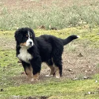 DESTER, a male Bernese Mountain Dog for sale in Tennessee, TN – Photo 2 of 2