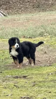 DESTER, a male Bernese Mountain Dog for sale in Tennessee, TN – Photo 2 of 2