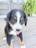 Luca, a male Bernese Mountain Dog for sale in Tennessee, TN – 3 of 5