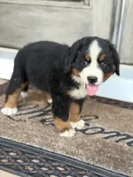 Bern , a male Bernese Mountain Dog for sale in Tennessee, TN – 5 of 5