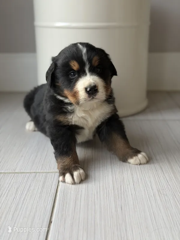 Bruno  – Bernese Mountain Dog puppy for sale in Tennessee, TN