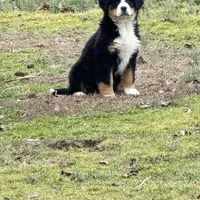 daisy, a female Bernese Mountain Dog for sale in Tennessee, TN – Photo 4 of 4