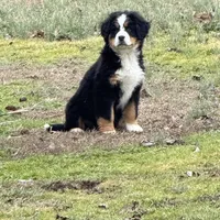 daisy, a female Bernese Mountain Dog for sale in Tennessee, TN – Photo 3 of 4