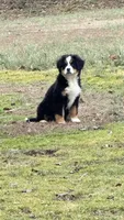 daisy, a female Bernese Mountain Dog for sale in Tennessee, TN – Photo 3 of 4