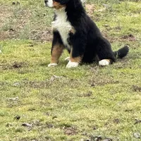 daisy, a female Bernese Mountain Dog for sale in Tennessee, TN – Photo 2 of 4