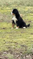 daisy, a female Bernese Mountain Dog for sale in Tennessee, TN – Photo 2 of 4