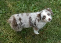 Scruffy, a female Miniature Aussiedoodle for sale in Delano, MN – 4 of 8