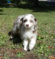 Scruffy, a female Miniature Aussiedoodle for sale in Delano, MN – 5 of 8