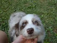 Scruffy, a female Miniature Aussiedoodle for sale in Delano, MN – 7 of 8