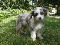 Scruffy, a female Miniature Aussiedoodle for sale in Delano, MN – 2 of 8