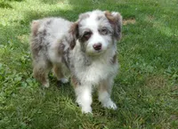 Scruffy, a female Miniature Aussiedoodle for sale in Delano, MN – 3 of 8