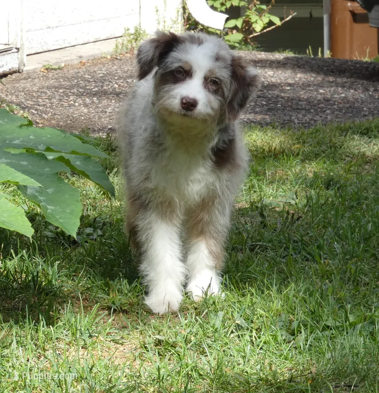 Scruffy – Miniature Aussiedoodle puppy for sale in Delano, MN