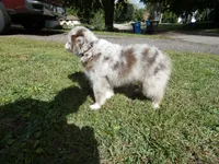 Scruffy, a female Miniature Aussiedoodle for sale in Delano, MN – 8 of 8