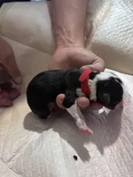 Female Tri, a female Pembroke Welsh Corgi and Miniature Australian Shepherd for sale in Duncan, OK – Photo 1 of 2