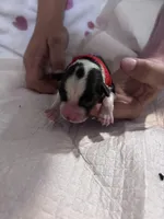 Female Tri, a female Pembroke Welsh Corgi and Miniature Australian Shepherd for sale in Duncan, OK – Photo 2 of 2