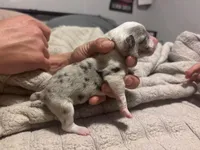 Female Merle, a male Pembroke Welsh Corgi and Miniature Australian Shepherd for sale in Duncan, OK – Photo 3 of 4