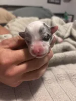 Female Merle, a male Pembroke Welsh Corgi and Miniature Australian Shepherd for sale in Duncan, OK – Photo 1 of 4